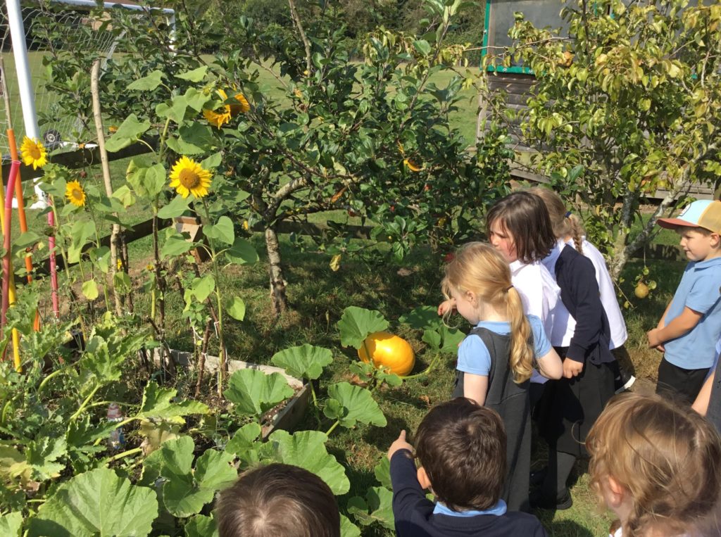 Allotment - Infants